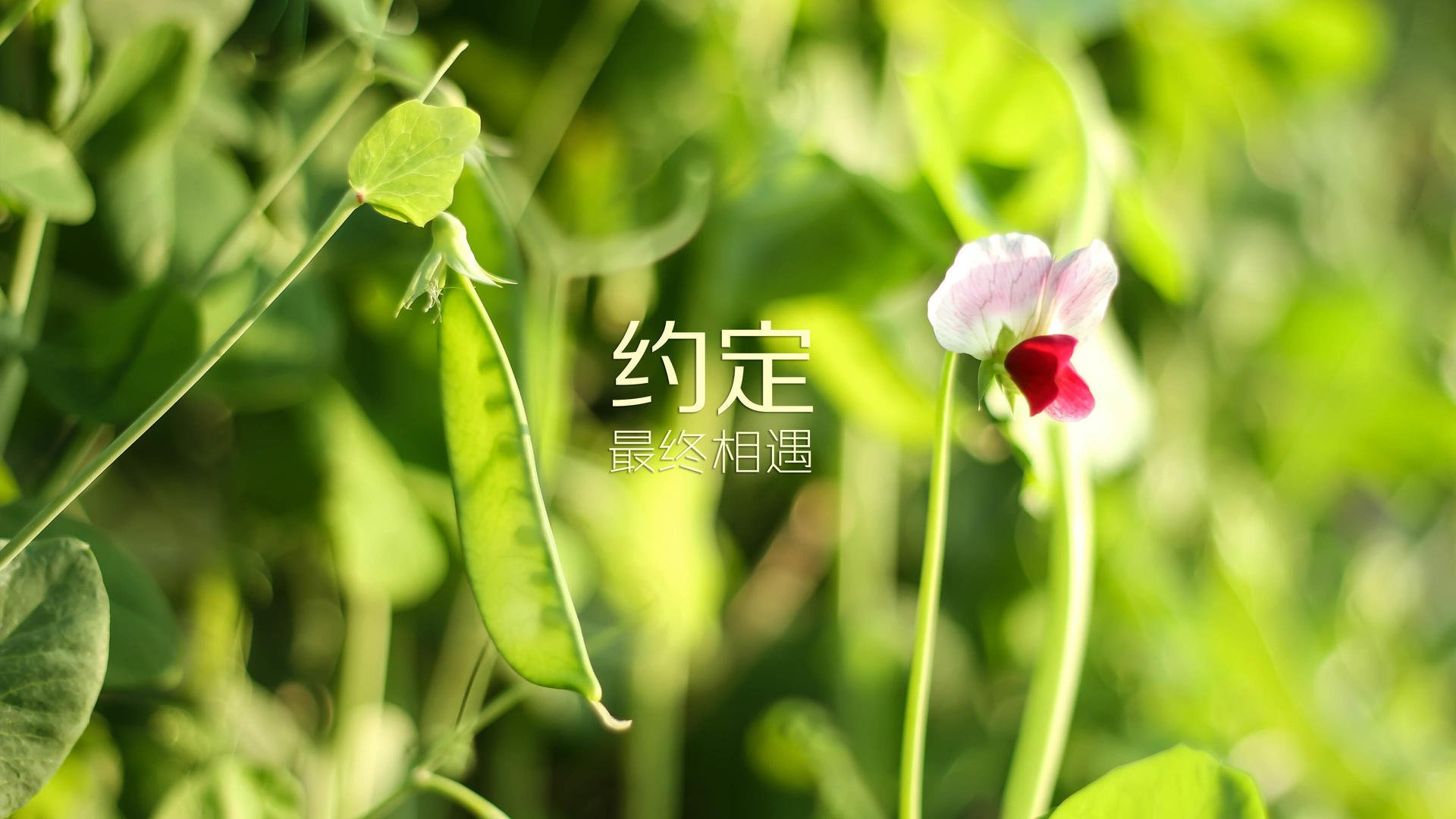 篮球运动技能动作的神经控制机制及优化训练方法，篮球神经病