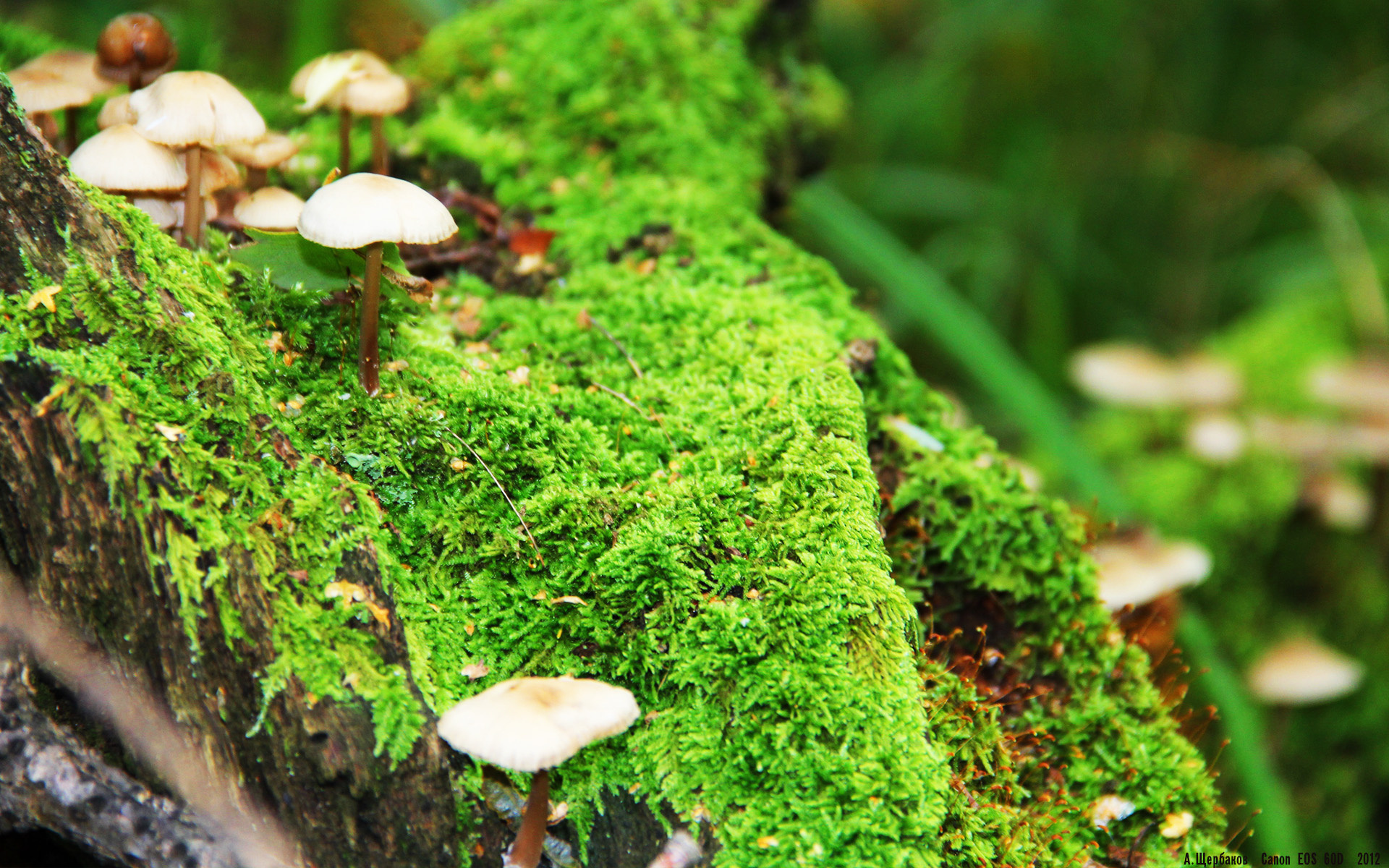 特色足球场馆融入智慧照明与智能安保系统，提升管理效率，足球场馆建设