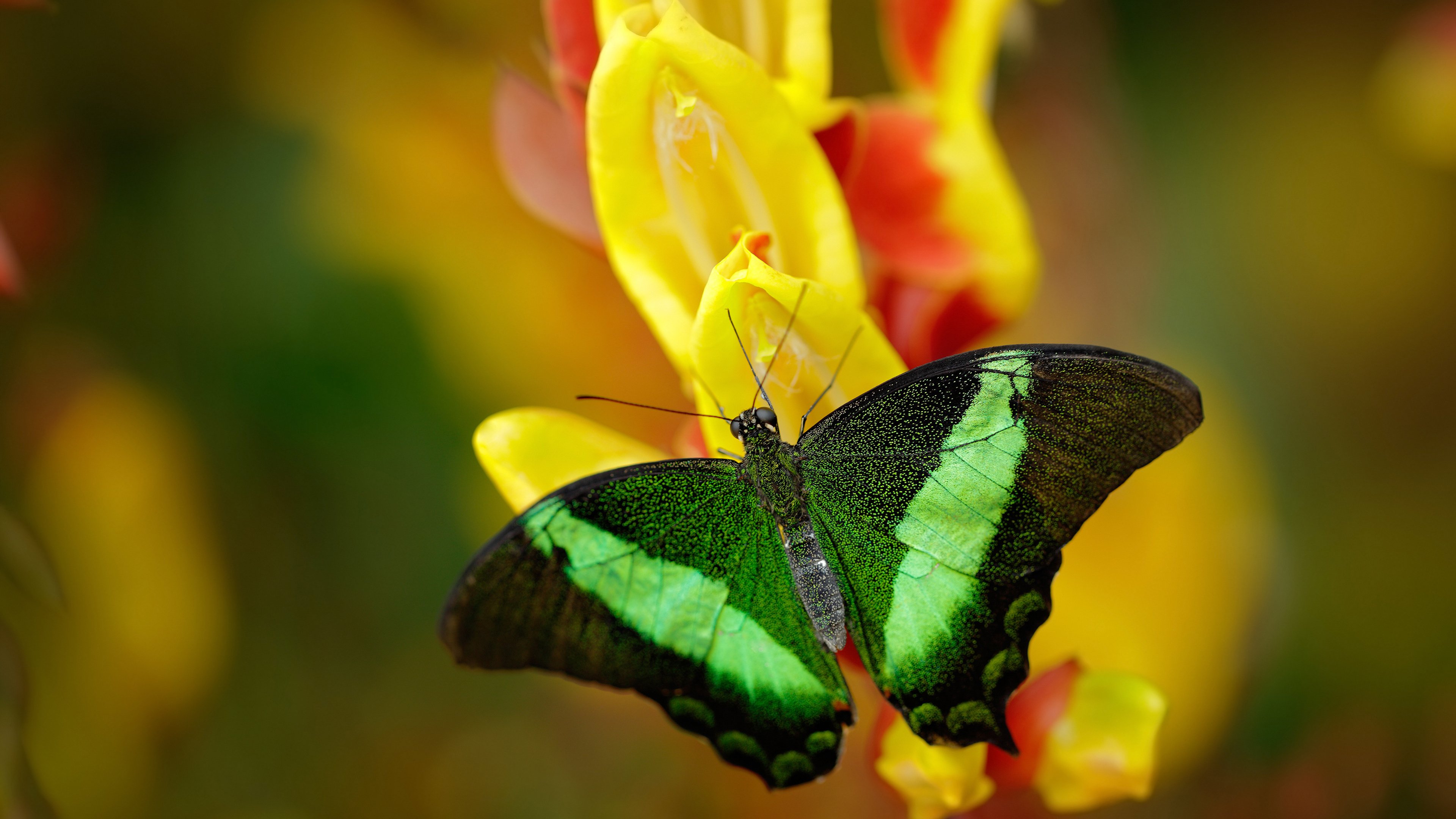 萨默·麦金托什冲线瞬间引爆现场，麦金托什是谁